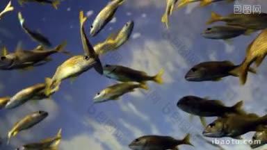 一群黄色的鱼在水面附近游动的低角度